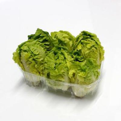 ŠALÁT RÍMSKY BABY 6ks 450g