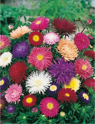 SEMENÁ ASTRA NÍZKA PRUHONICKÝ TRPASLÍK ZMES 0,4g