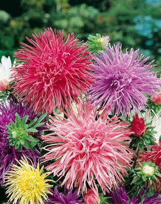 SEMENÁ ASTRA VYSOKÁ IHLICOVITÁ ZMES 0,5g