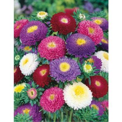 SEMENÁ ASTRA VYSOKÁ BUKETT ZMES 0,5g