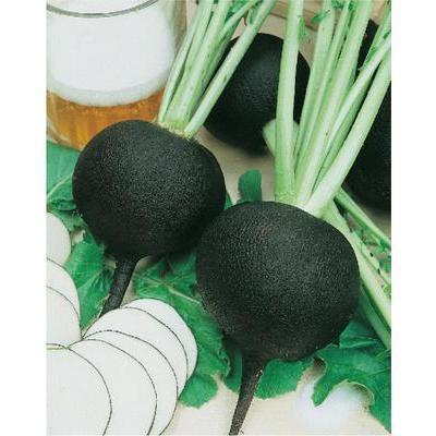 SEMENÁ REĎKEV SIATA GUĽATÁ ČIERNA 4g