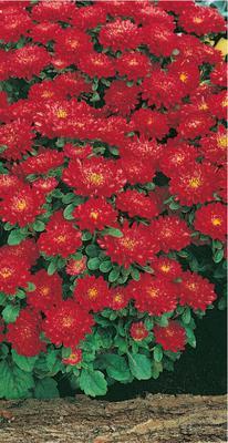 SEMENÁ ASTRA NÍZKA PRUHONICKÝ TRPASLÍK ČERVENÁ 0,2g