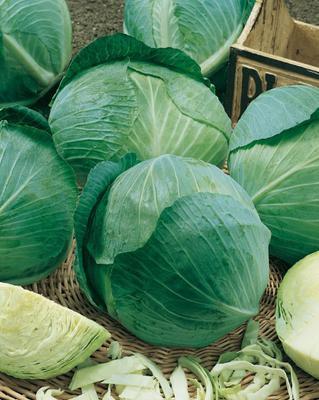 SEMENÁ KAPUSTA NESKORÁ POUROVO POLOPOZDNÍ 1g