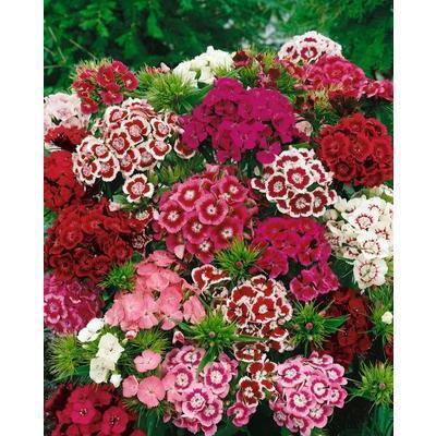 SEMENÁ KLINČEK TURECKÝ ZMES 1g