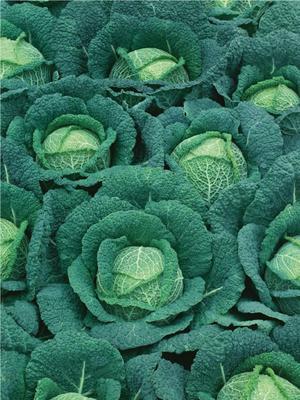 SEMENÁ KEL HLÁVKOVÝ BLISTRA F1 1g