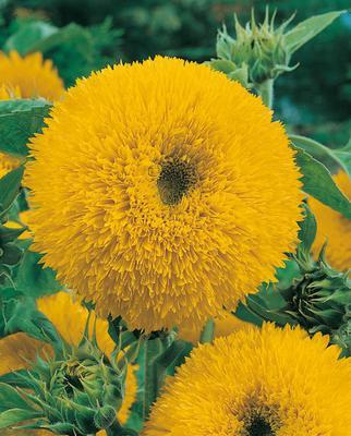 SEMENÁ SLNEČNICA ROČNÁ 1g