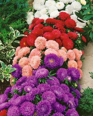 SEMENÁ ASTRA NÍZKA CHRYZANTÉMOKVETÁ ZMES 0,5g