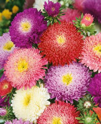 SEMENÁ ASTRA VYSOKÁ PRINCESS ZMES 0,5g