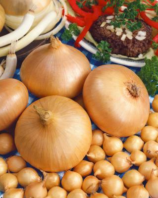 CIBUĽKA SADZAČKA ŠTUTGARSKÁ 500g