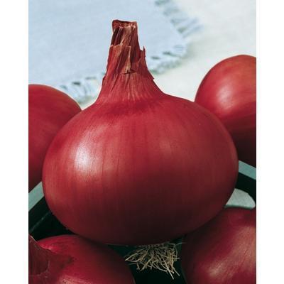 SEMENÁ CIBUĽA JARNÁ KARMEN 2,5g