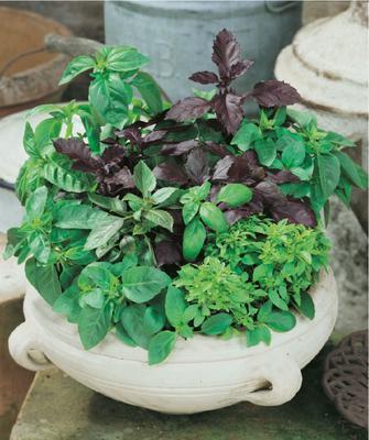 SEMENÁ BAZALKA PRAVÁ ZMES 0,5g