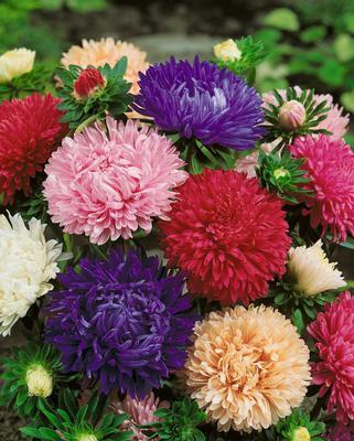 SEMENÁ ASTRA VYSOKÁ AMERICKÁ KRÁSKA 0,5g