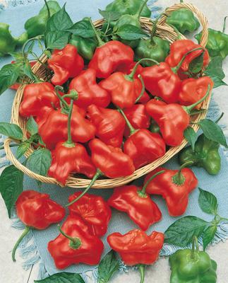 SEMENÁ PAPRIČKY OKRASNÉ 0,1g