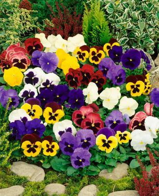 SEMENÁ FIALKA SIRÔTKA ZMES 0,3g