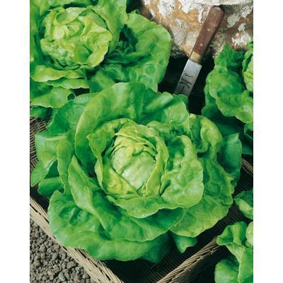 SEMENÁ ŠALÁT HLÁVKOVÝ JARNÝ KRÁL MÁJE I. 1g