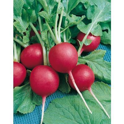 SEMENÁ REĎKOVKA LADA 5g