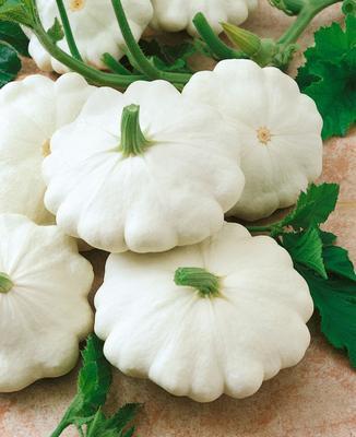 SEMENÁ PATIZÓN DISCO 2g