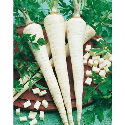 SEMENÁ PAŠTRNÁK - DLHÝ BIELY 3g