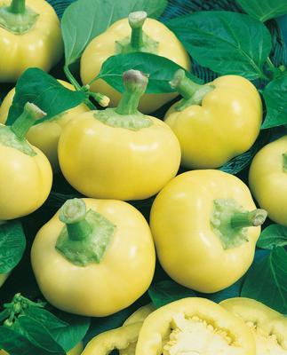 SEMENÁ PAPRIKA EVITA 0,5g