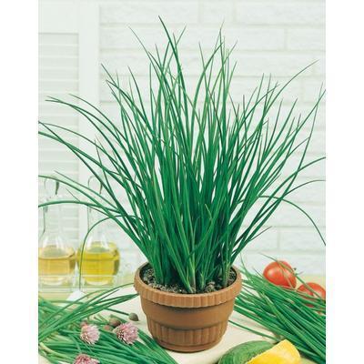 SEMENÁ PAŽÍTKA PRAVÁ BOHEMIA 2g