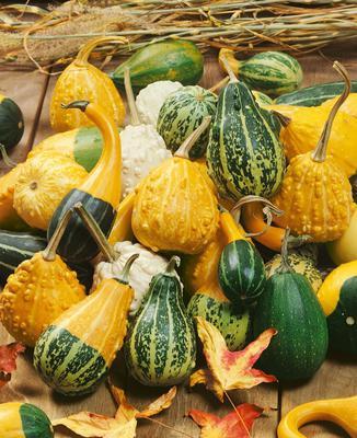 SEMENÁ TEKVICA OKRASNÁ ZMES 1g