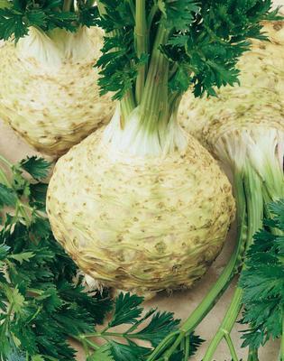 SEMENÁ ZELER BUĽVOVÝ ALBIN 1g