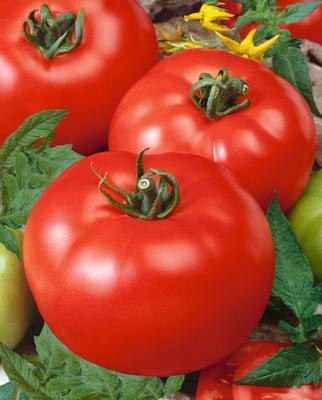 SEMENÁ RAJČIAK KOLÍKOVÝ SKORÝ ORKADO F1 0,1g