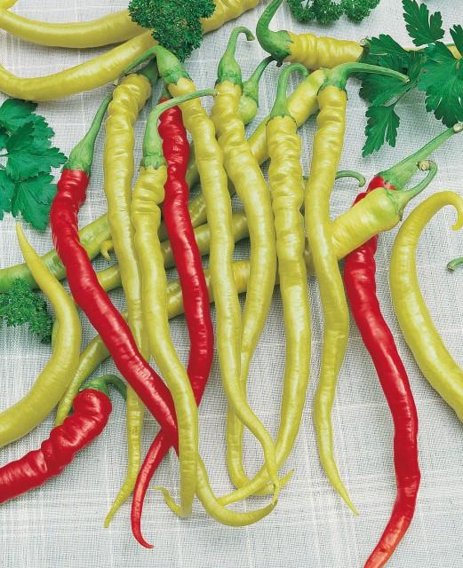 SEMENÁ PAPRIKA POĽNÁ TYP KOZÍ ROH BEROS 1g