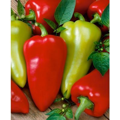 SEMENÁ PAPRIKA NA RÝCHLENIE PCR 1g