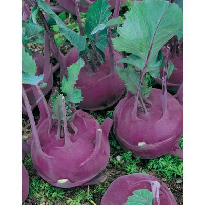 SEMENÁ KALERÁB SKORÝ BLANKYT 1g