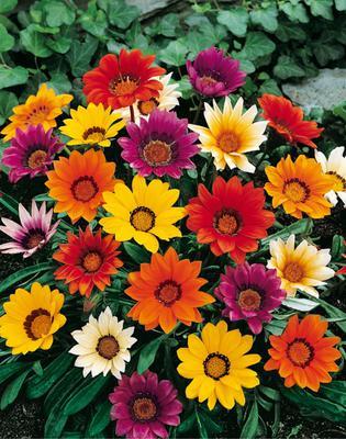 SEMENÁ GAZÁNIA LESKLÁ ZMES 0,1g