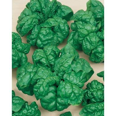 SEMENÁ ŠPENÁT SIATY MATADOR 5g