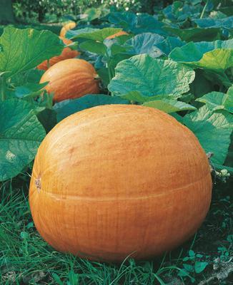 SEMENÁ TEKVICA OBROVSKÁ PLAZIVÁ GOLIÁŠ 2g