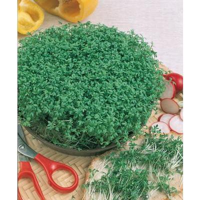 SEMENÁ ŽERUCHA SIATA 3g