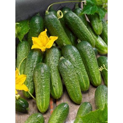 SEMENÁ UHORKA SIATA NAKLADAČKA REGINA F1 2g