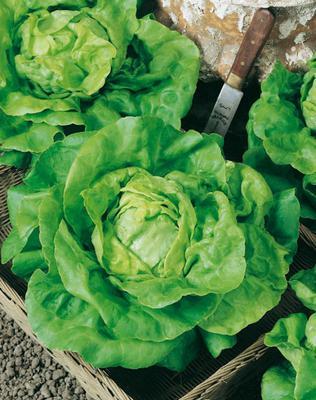 SEMENÁ ŠALÁT SIATY HLÁVKOVÝ JARNÝ KRÁL MÁJE I. 20g