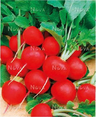 SEMENÁ REĎKOVKA ESTER 20g