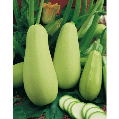 SEMENÁ TEKVICA KRÍČKOVÁ KVETA 3g