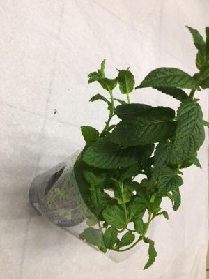 BYLINKY MÄTA OBYČAJNÁ V ČREPNÍKU