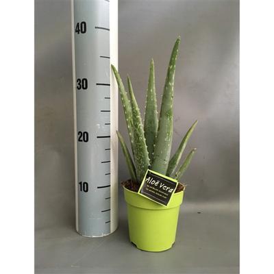 KVETY ALOE VERA