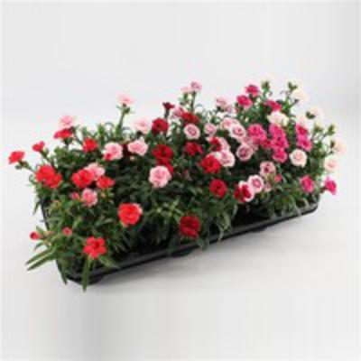KVETY DIANTHUS MIX