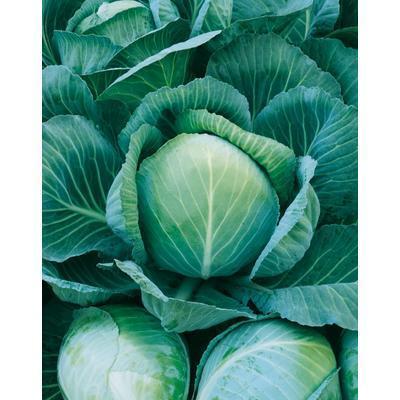 SEMENÁ KAPUSTA SKORÁ DITA 1g