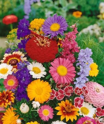 SEMENÁ LETNIČKY K REZU ZMES 0,5g