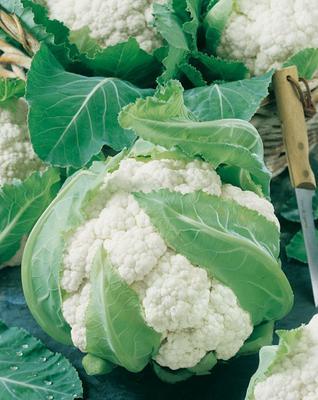 SEMENÁ KARFIOL JESENNÝ DELTA 0,5g