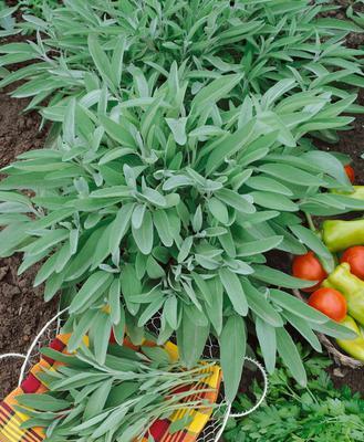 SEMENÁ ŠALVIA LEKÁRSKA 0,5g