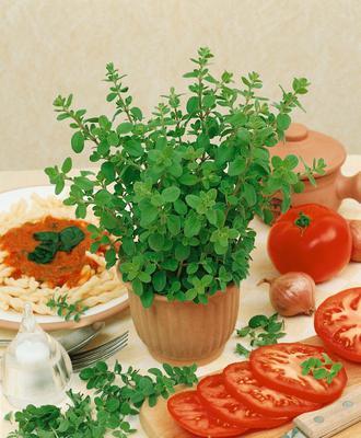 SEMENÁ MAJORÁN ZÁHRADNÝ 0,5g