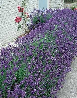 SEMENÁ LEVANDUĽA LEKÁRSKA 0,5g