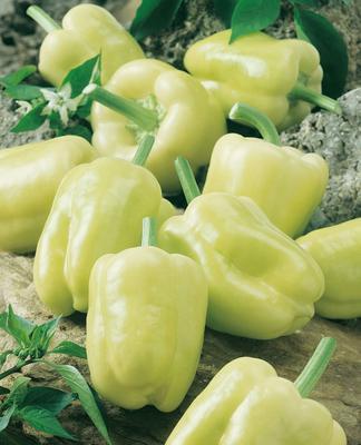 SEMENÁ PAPRIKA BONETA 0,5g