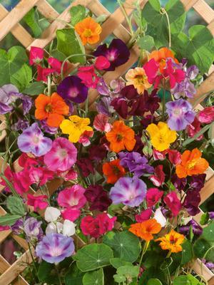 SEMENÁ LETNIČKY ŤAHAVÉ ZMES 2,5g