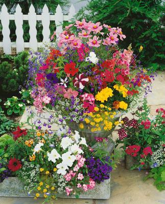 SEMENÁ LETNIČKY BALKÓNOVÉ ZMES 0,5g